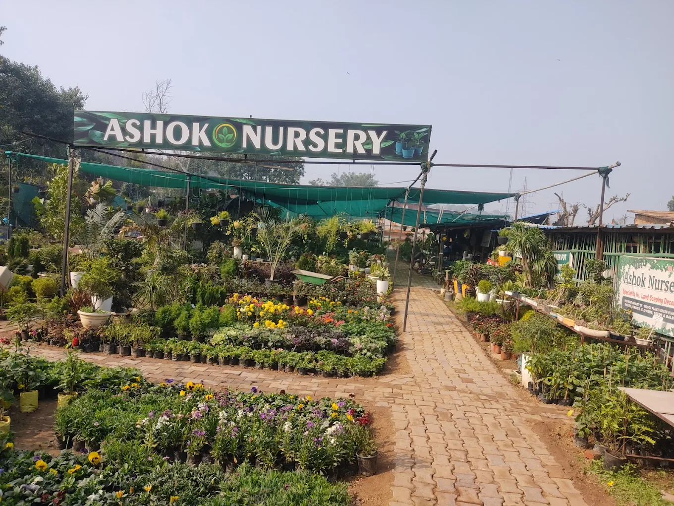 Ashok Nursery Garden